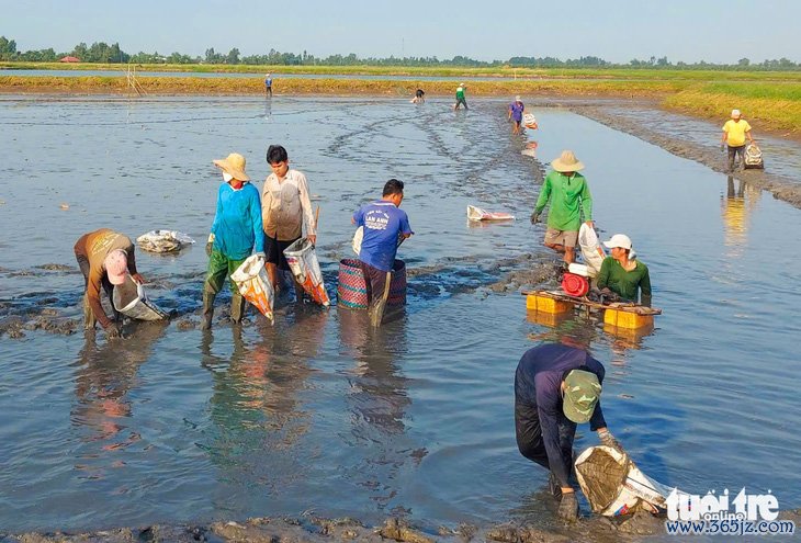 Tôm càng xanh một nắng giá 1，2 triệu đồng ở Kiên Giang hút hàng ngày Tết - Ảnh 6.