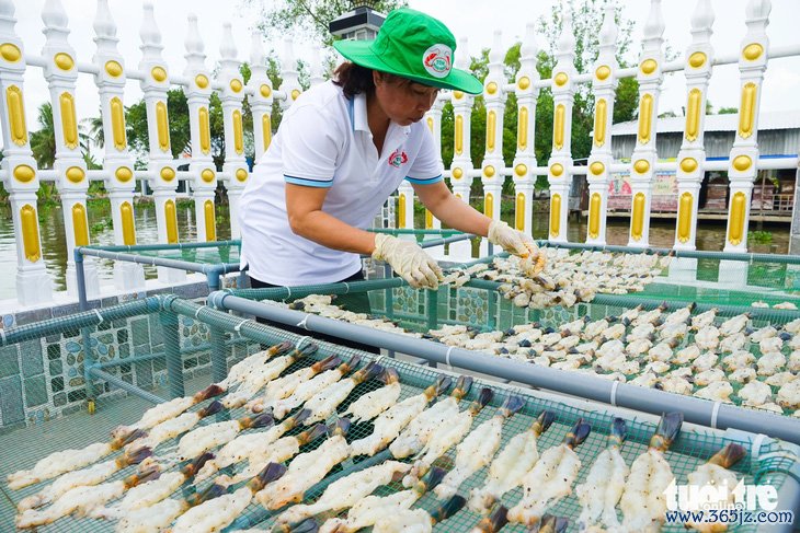 Tôm càng xanh Kiên Giang trúng giá， tôm một nắng lại hút hàng ngày Tết - Ảnh 5.