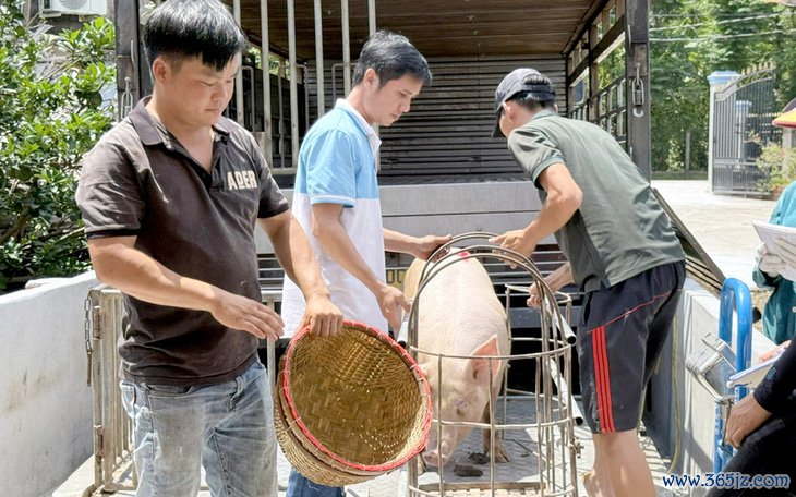 Giá heo hơi có thể tăng lên 70.000 đồng/kg trong dịp Tết  - Ảnh 2.