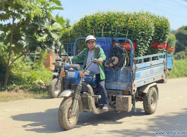 Hoa cúc Tết rực vàng các ngôi làng bên bờ sông Vệ - Ảnh 6.