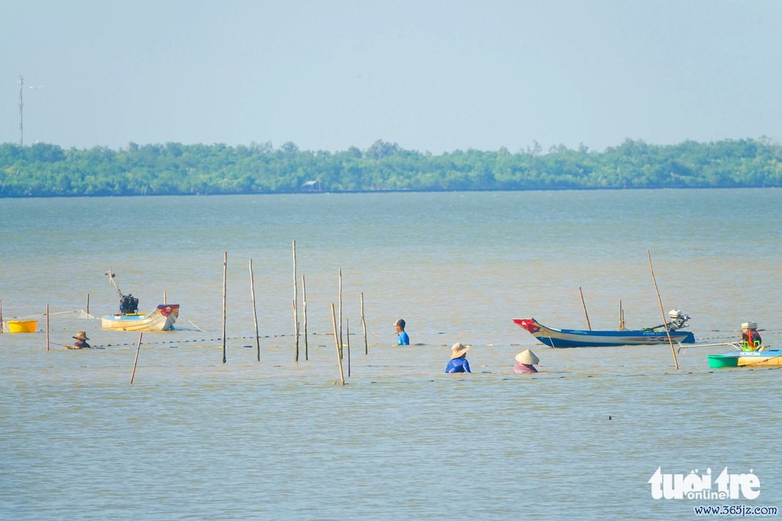 Săn cá， tép vùng biển bồi Kiên Giang để đón Tết - Ảnh 7.