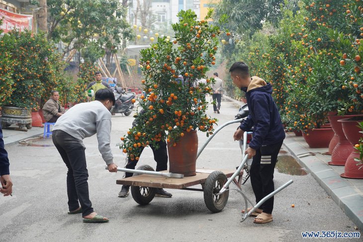 Đào huyền 2 triệu/cành， quất Tứ Liên giá mềm chờ khách - Ảnh 2.