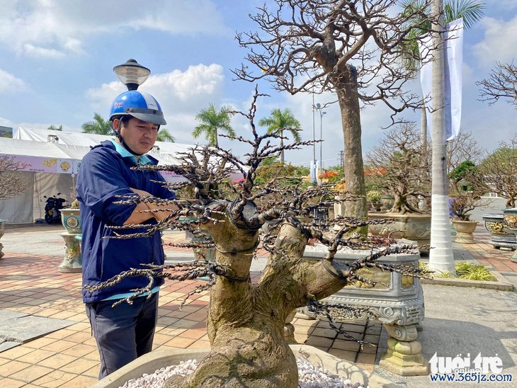 Mai không nở， đào không bung， khiến quất miền Trung thắng thế - Ảnh 3.