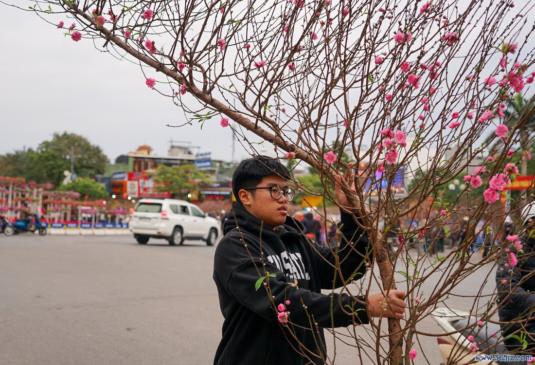 Đào， quất hạ nhiệt ngày áp tết - Ảnh 3.