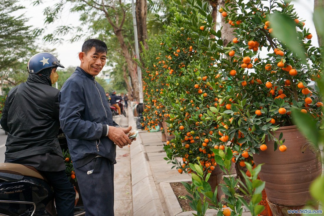 Đào， quất hạ nhiệt ngày áp tết - Ảnh 5.