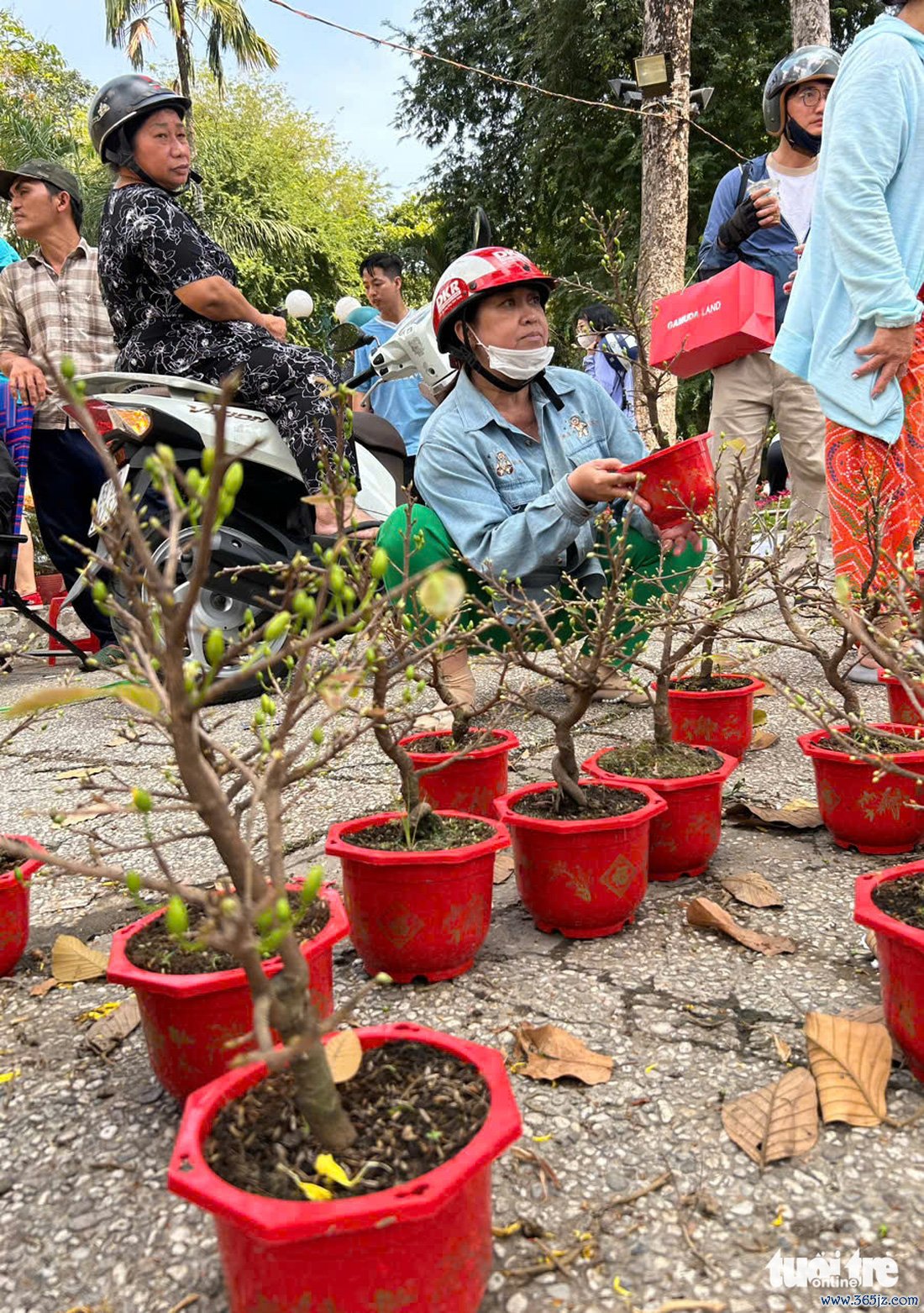 Hoa Tết bắt đầu 'xổ' khắp phố phường - Ảnh 12.