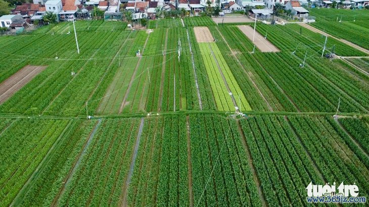 Lay ơn Phú Yên nở không kịp Tết, người dân phải nhập thêm hoa Đà Lạt về bán - Ảnh 1.