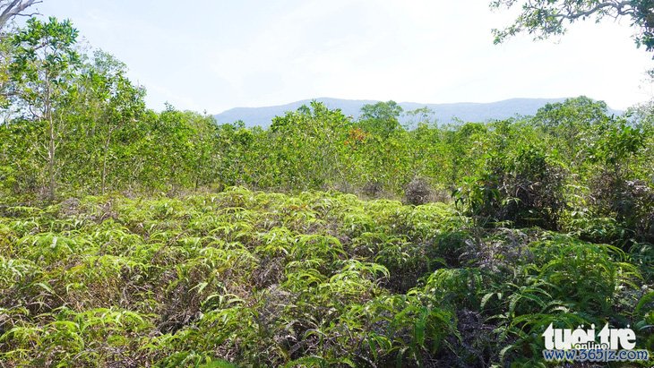 Phòng canh lửa， giữ rừng Phú Quốc ngày Tết - Ảnh 2.